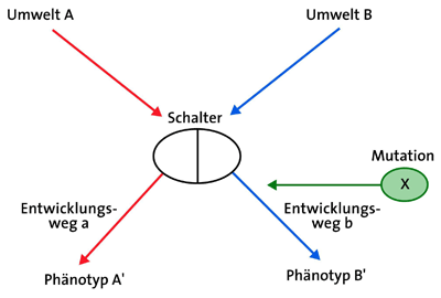 Bild in Originalgröße